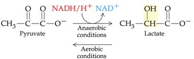 Pyruvate to lactate reaction