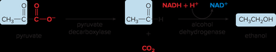 Alcoholic fermentation pathway