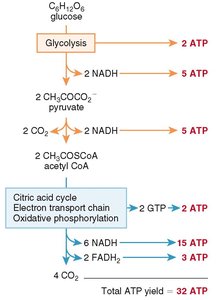 ATP yield from glucose