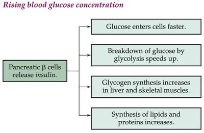 Insulin regulation of blood glucose