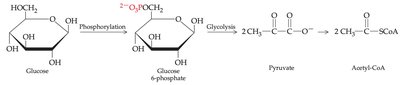 Phosphorylation of glucose to glucose-6-phosphate and subsequent glycolysis