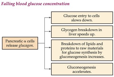 Glucagon regulation of blood glucose