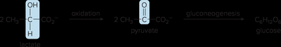 Gluconeogenesis pathway
