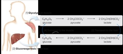 The Cori cycle
