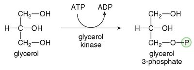 Glycerol phosphorylation