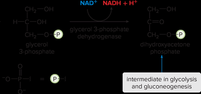 Glycerol oxidation to DHAP
