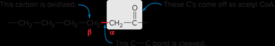 β-oxidation pathway overview