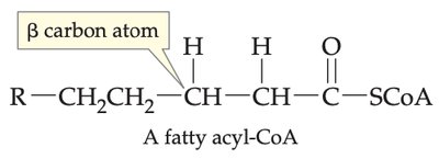Structure of a fatty acyl-CoA