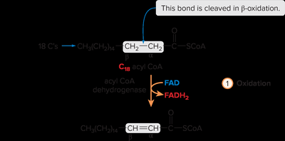 Step 1 of β-oxidation: oxidation