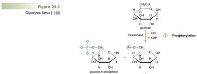 Glycolysis: Steps 1-3, phosphorylation of glucose
