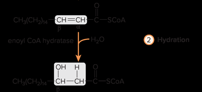 Step 2 of β-oxidation: hydration