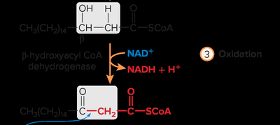 Step 3 of β-oxidation: oxidation