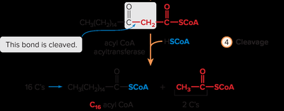 Step 4 of β-oxidation: cleavage