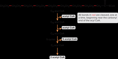 Multiple cycles of β-oxidation