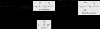 Ketone body formation