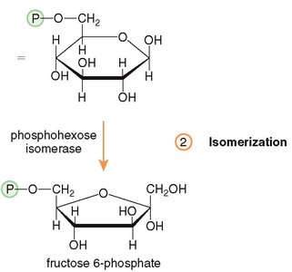 Isomerization of glucose-6-phosphate to fructose-6-phosphate