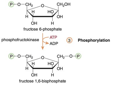 Phosphorylation of fructose-6-phosphate to fructose-1,6-bisphosphate