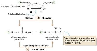 Cleavage and isomerization in glycolysis