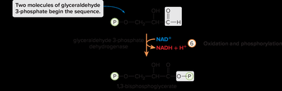 Oxidation and phosphorylation in glycolysis