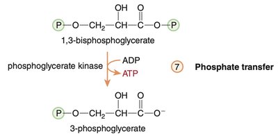 Phosphate transfer in glycolysis