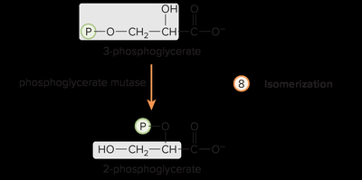 Isomerization of 3-phosphoglycerate to 2-phosphoglycerate