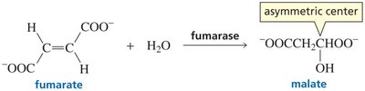 Enzyme producing a single stereoisomer