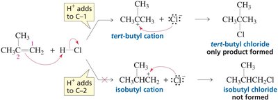 Pathways for HCl addition to 2-methylpropene showing carbocation intermediates