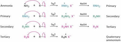SN2 alkylation of amines