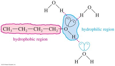 Hydrophilic and hydrophobic regions in alcohols