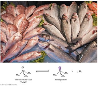 Fish and trimethylamine formation