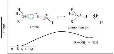 Alkyl group stabilization of ammonium ion