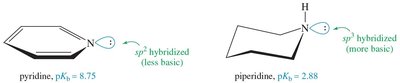 Hybridization effects on basicity