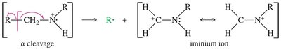 Alpha cleavage of amines in mass spectrometry