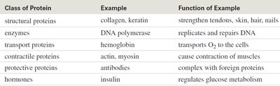Table of protein classes, examples, and functions