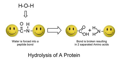 Hydrolysis of a protein