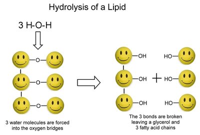 Hydrolysis of a lipid