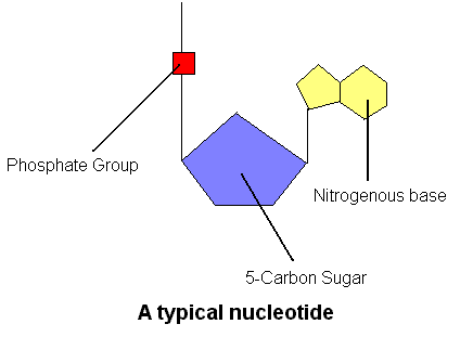 Structure of a typical nucleotide