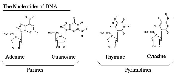 Structures of DNA nucleotides: purines and pyrimidines