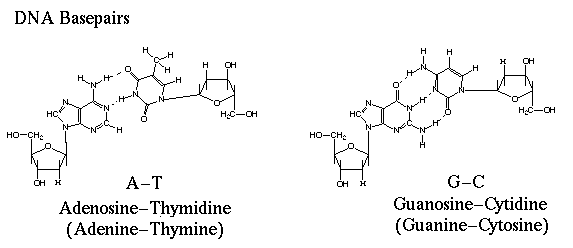 DNA base pairs: A-T and G-C