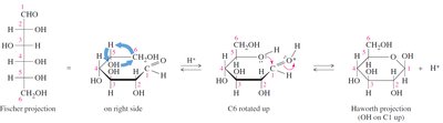 Formation of cyclic hemiacetal from Fischer to Haworth projection