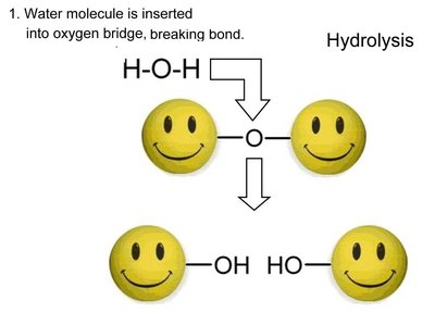 Hydrolysis of disaccharides