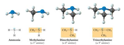 Structures of ammonia and primary, secondary, tertiary amines