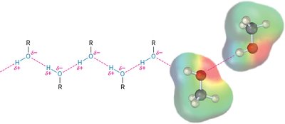 Hydrogen bonding in alcohols and phenols