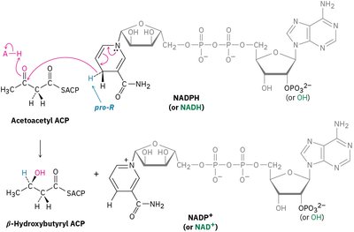 Mechanism of biological reduction of acetoacetyl ACP