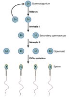 Structure of a sperm cell