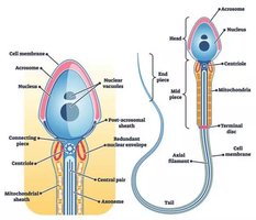 Diagram of meiosis stages