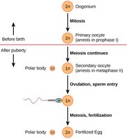 Oogenesis process diagram