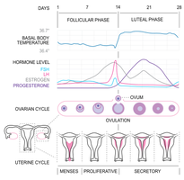 Hormonal and uterine changes during the menstrual cycle