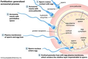 Fertilization process diagram
