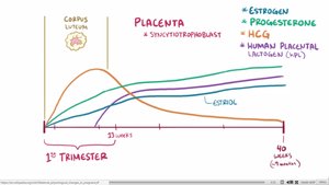 Hormonal changes during pregnancy